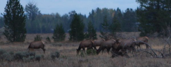 Cow Elk Grazing
