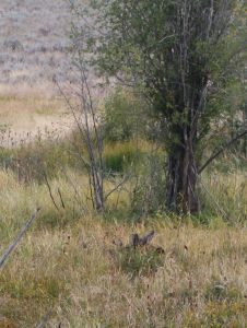 That's really a MOOSE in the Swamp