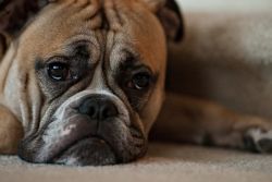Sad Dog